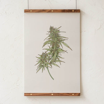 GoldLeaf Cannabis Botanical Illustration Art Print Best Sales Price - Art Prints