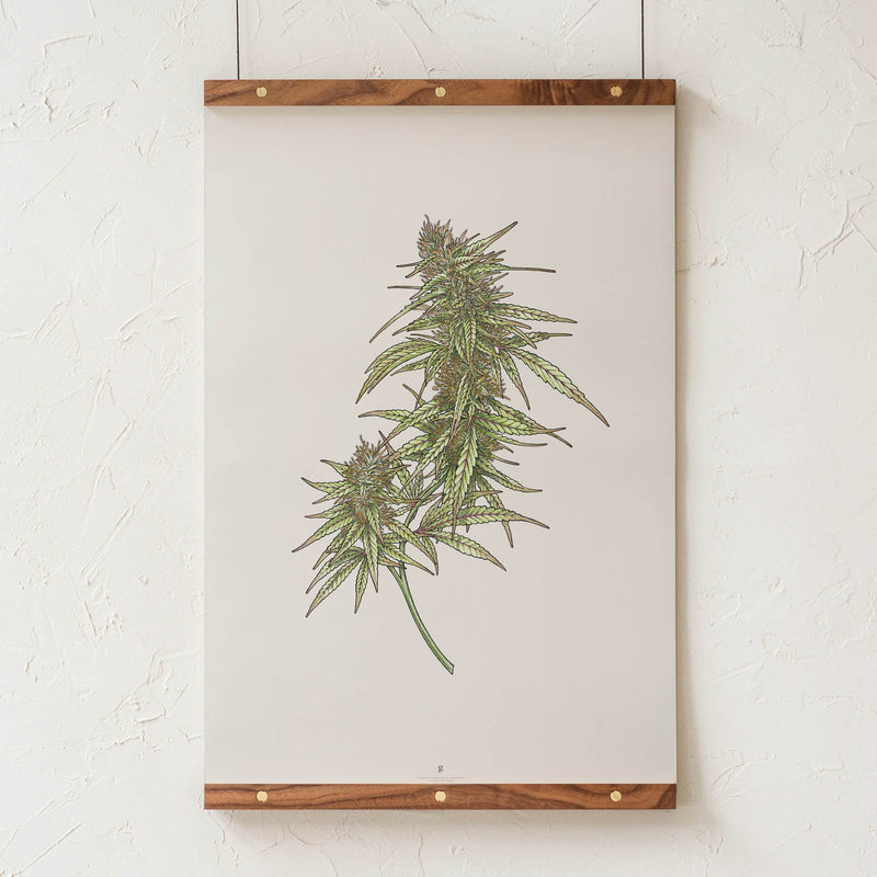 GoldLeaf Cannabis Botanical Illustration Art Print Best Sales Price - Art Prints