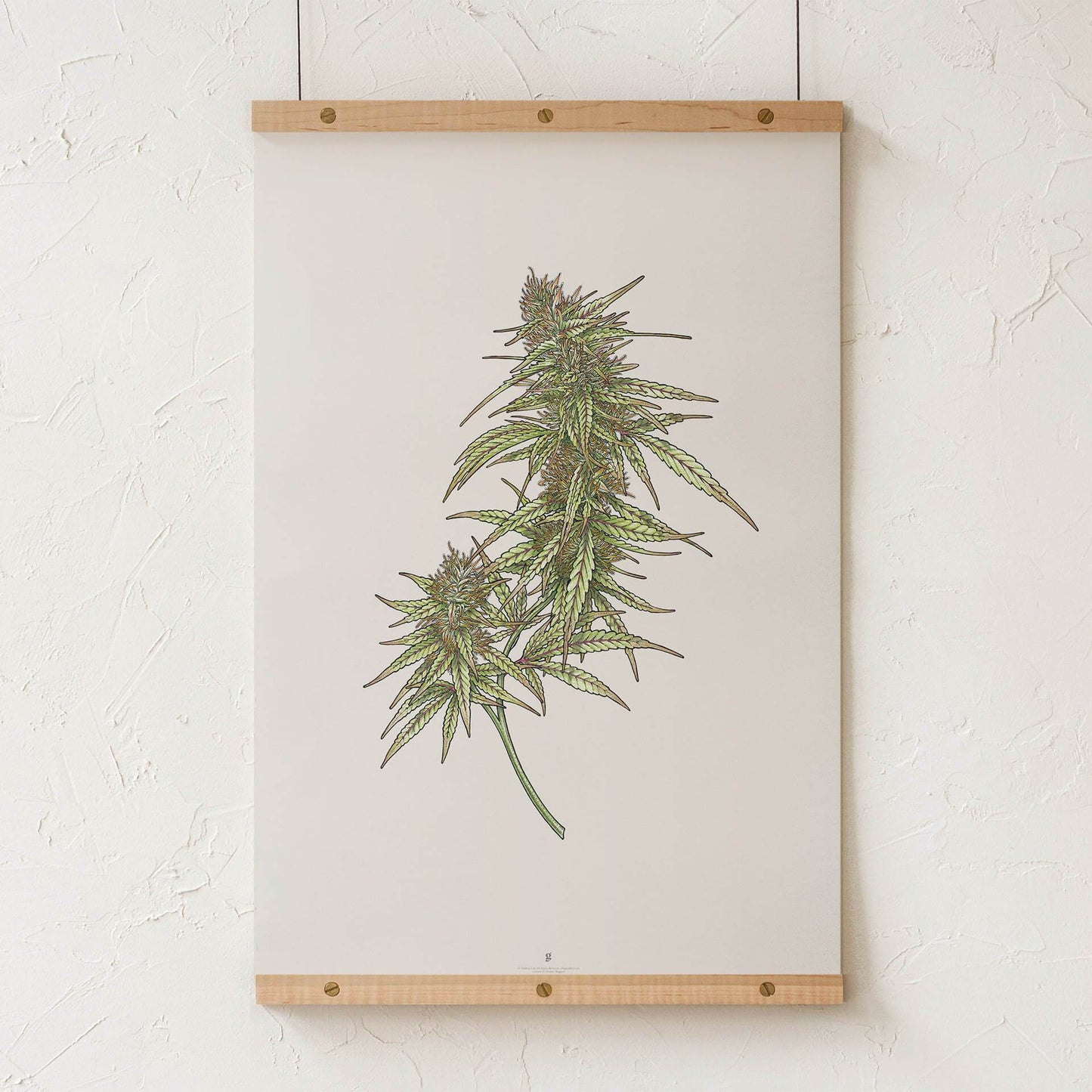 GoldLeaf Cannabis Botanical Illustration Art Print Best Sales Price - Art Prints