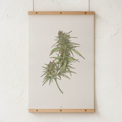 GoldLeaf Cannabis Botanical Illustration Art Print Best Sales Price - Art Prints