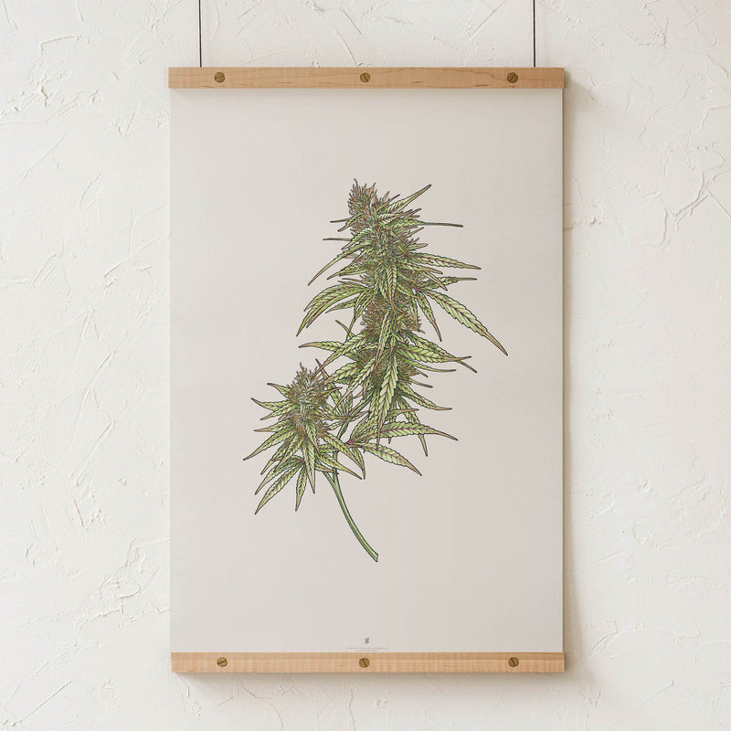 GoldLeaf Cannabis Botanical Illustration Art Print Best Sales Price - Art Prints