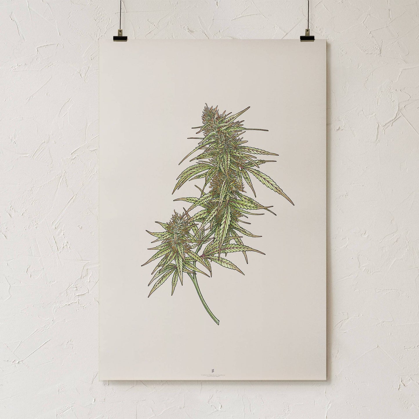 GoldLeaf Cannabis Botanical Illustration Art Print Best Sales Price - Art Prints