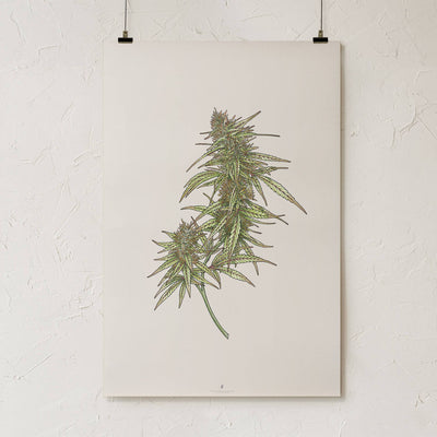 GoldLeaf Cannabis Botanical Illustration Art Print Best Sales Price - Art Prints