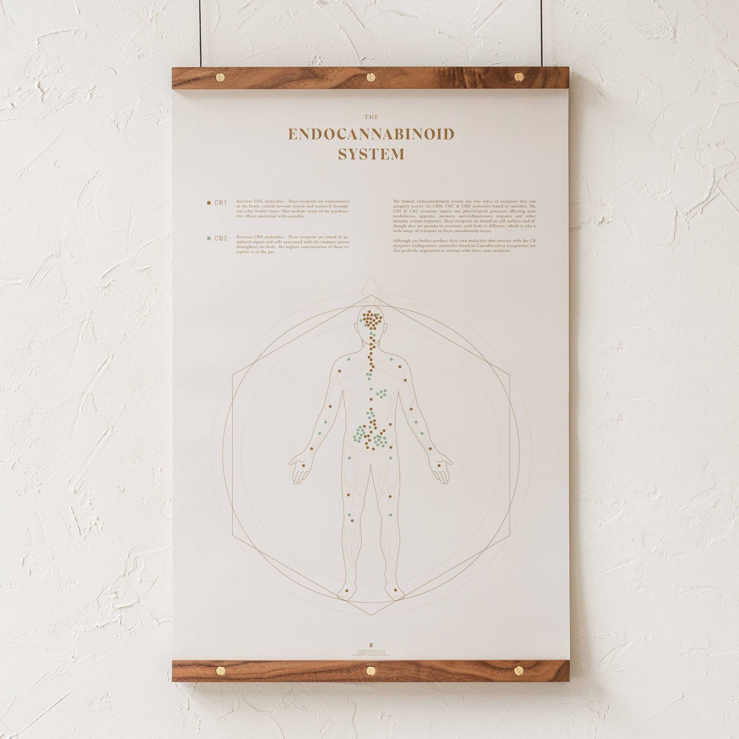 GoldLeaf Endocannabinoid System Map Print Best Sales Price - Art Prints