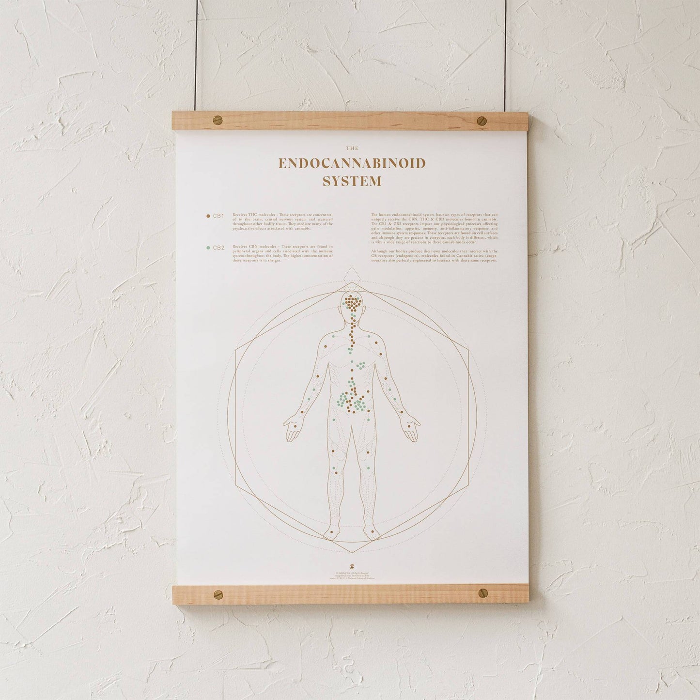 GoldLeaf Endocannabinoid System Map Print Best Sales Price - Art Prints