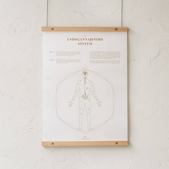 GoldLeaf Endocannabinoid System Map Print Best Sales Price - Art Prints