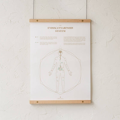 GoldLeaf Mapa de la Sistema Endocannabinoide Impresión Best Sales Price - Art Prints