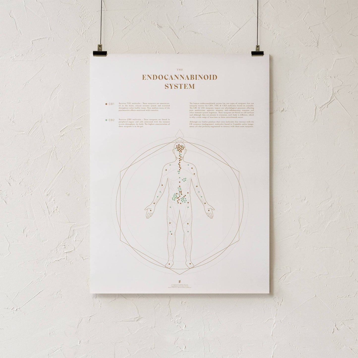 GoldLeaf Endocannabinoid System Map Print Best Sales Price - Art Prints