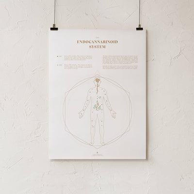 GoldLeaf Endocannabinoid System Map Print Best Sales Price - Art Prints