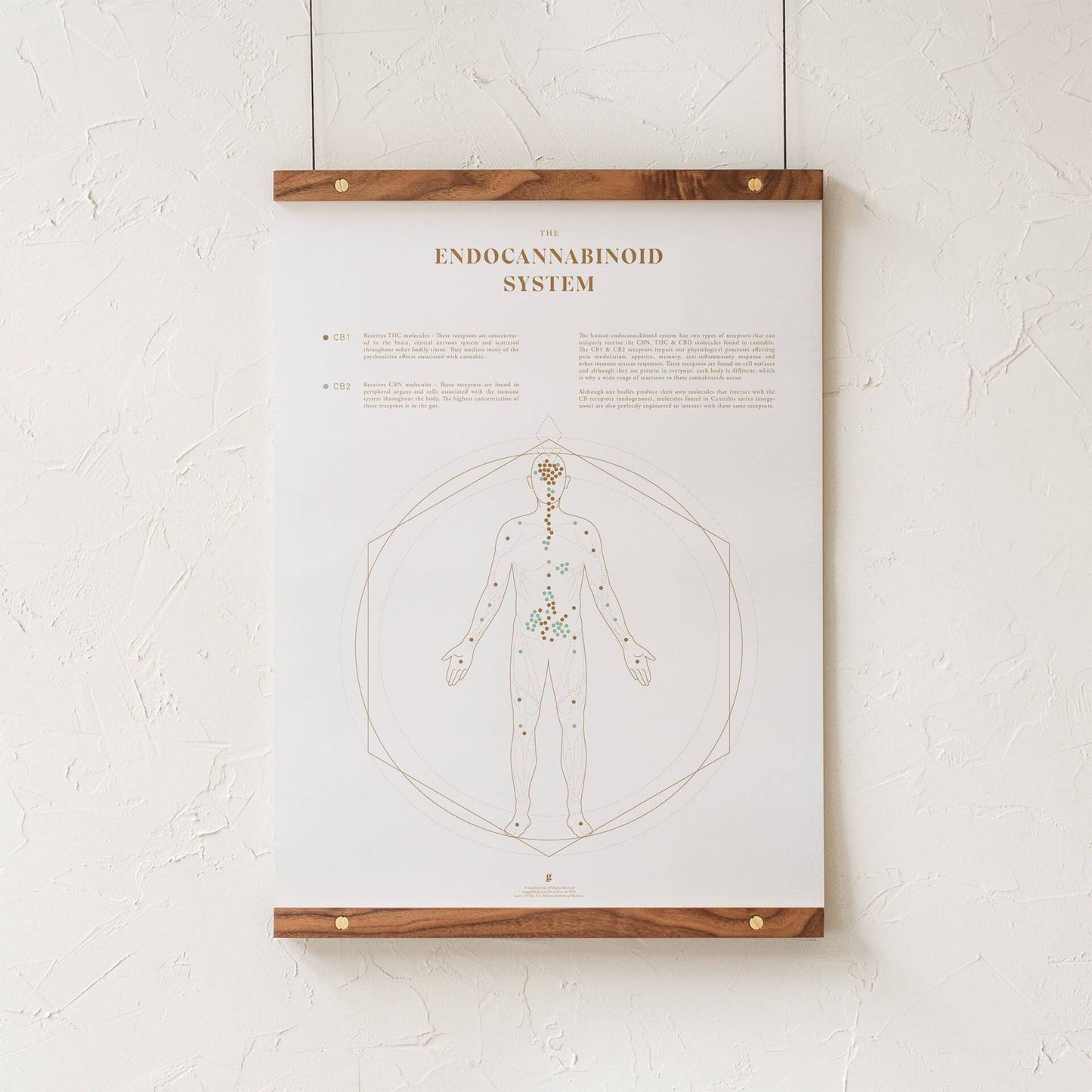 GoldLeaf Mapa de la Sistema Endocannabinoide Impresión Best Sales Price - Art Prints