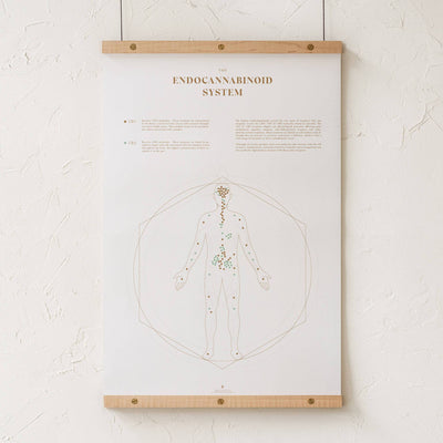 GoldLeaf Endocannabinoid System Map Print Best Sales Price - Art Prints