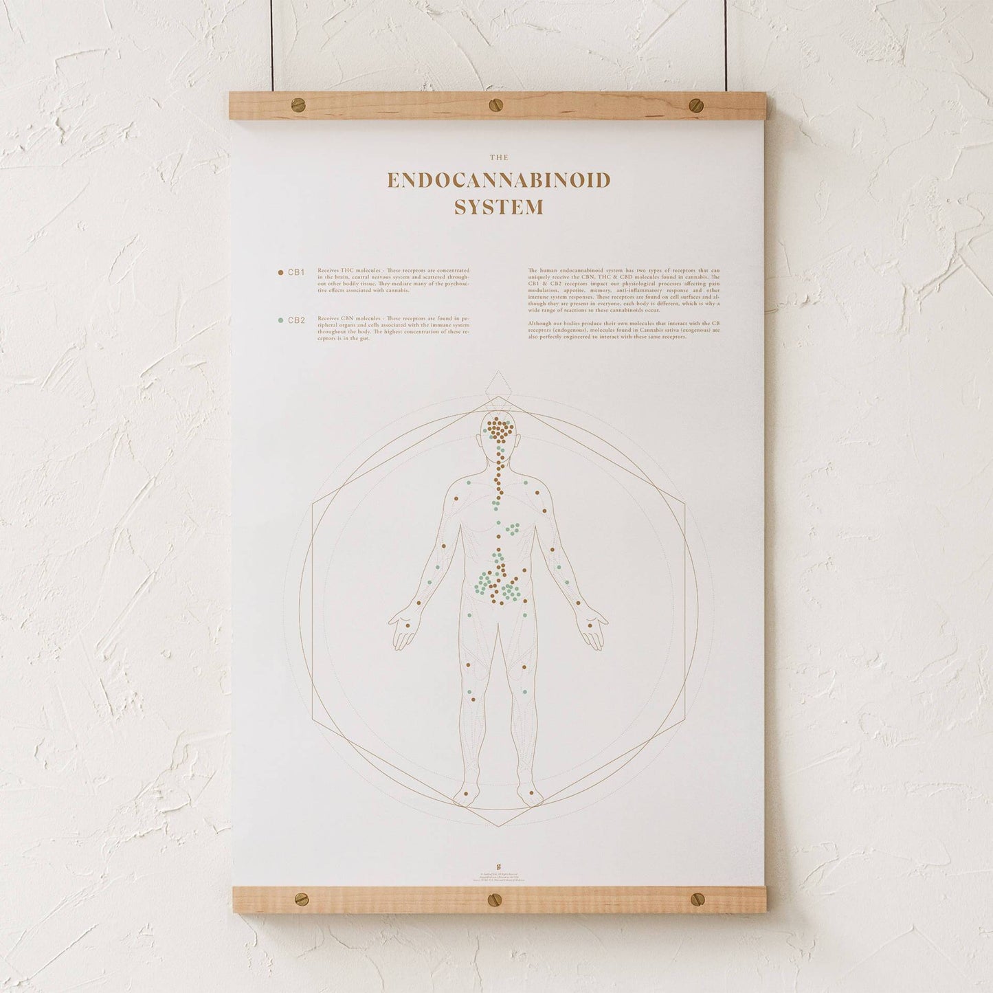 GoldLeaf Mapa de la Sistema Endocannabinoide Impresión Best Sales Price - Art Prints