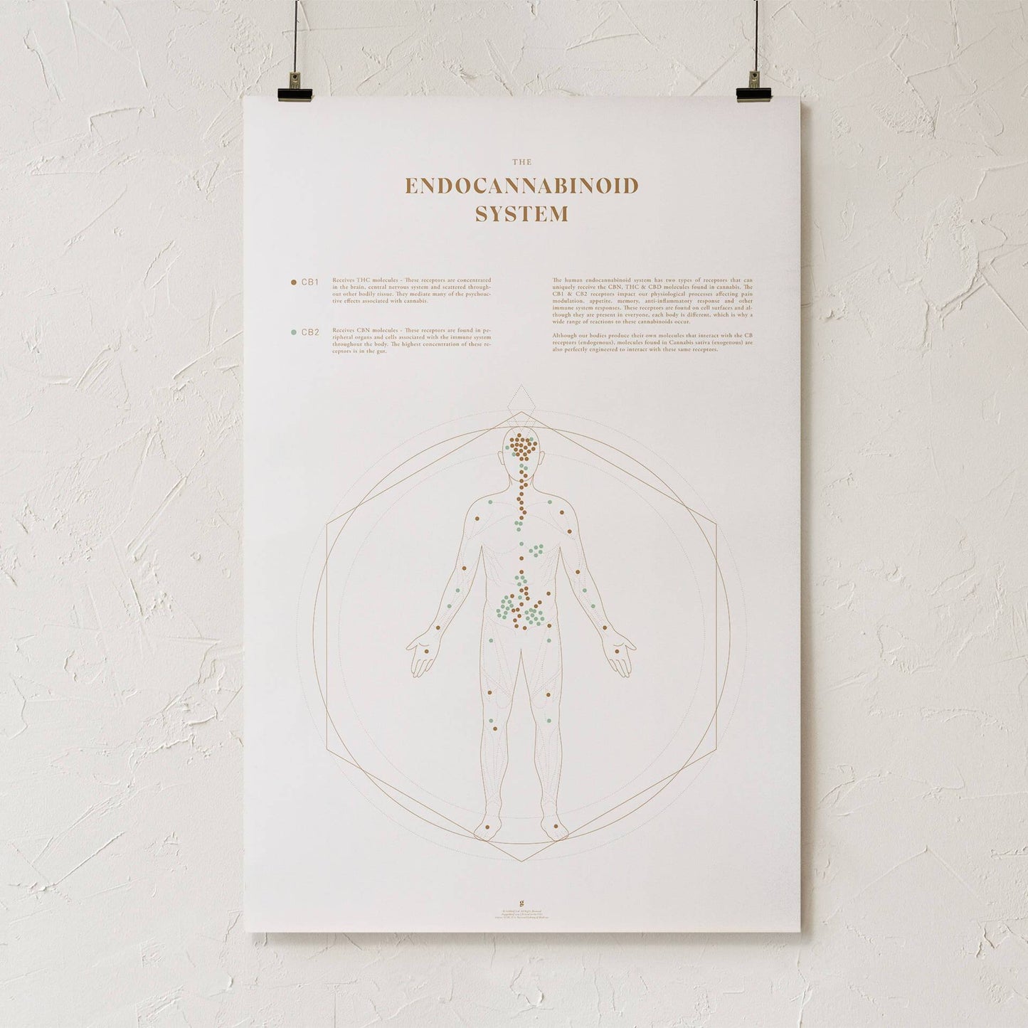 GoldLeaf Mapa de la Sistema Endocannabinoide Impresión Best Sales Price - Art Prints