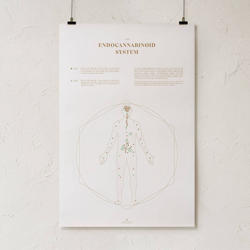 GoldLeaf Mapa de la Sistema Endocannabinoide Impresión Best Sales Price - Art Prints