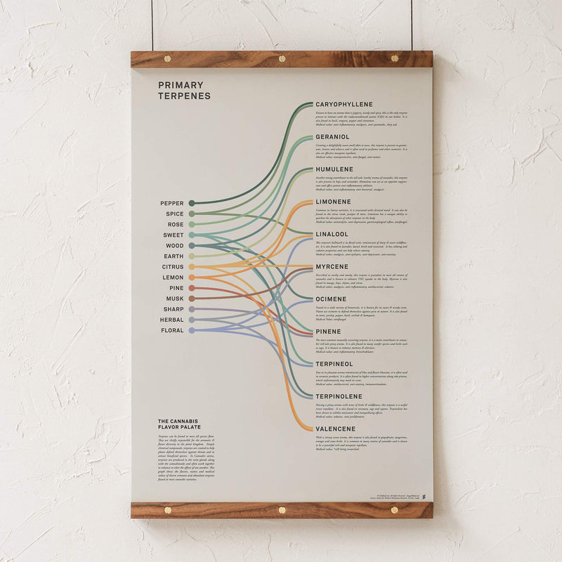 GoldLeaf Terpenes Infographic Print Best Sales Price - Art Prints