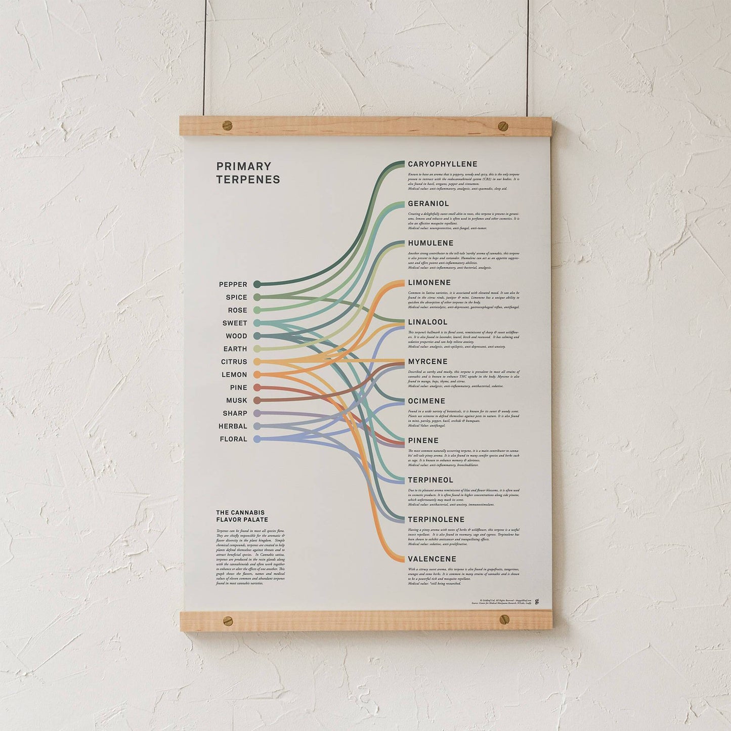GoldLeaf Impresión Infográfica de Terpenos Best Sales Price - Art Prints