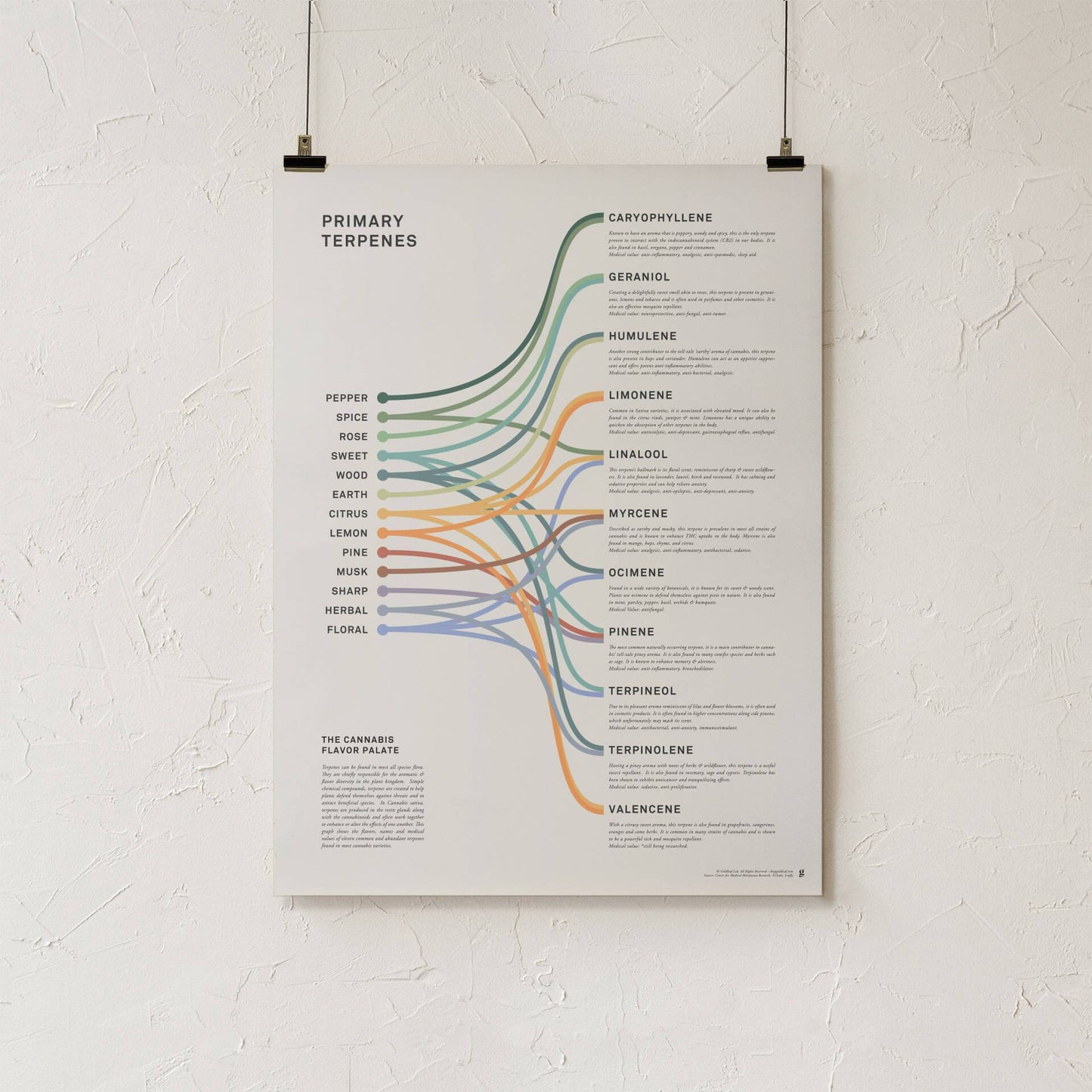 GoldLeaf Terpenes Infographic Print Best Sales Price - Art Prints