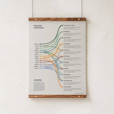 GoldLeaf Terpenes Infographic Print Best Sales Price - Art Prints