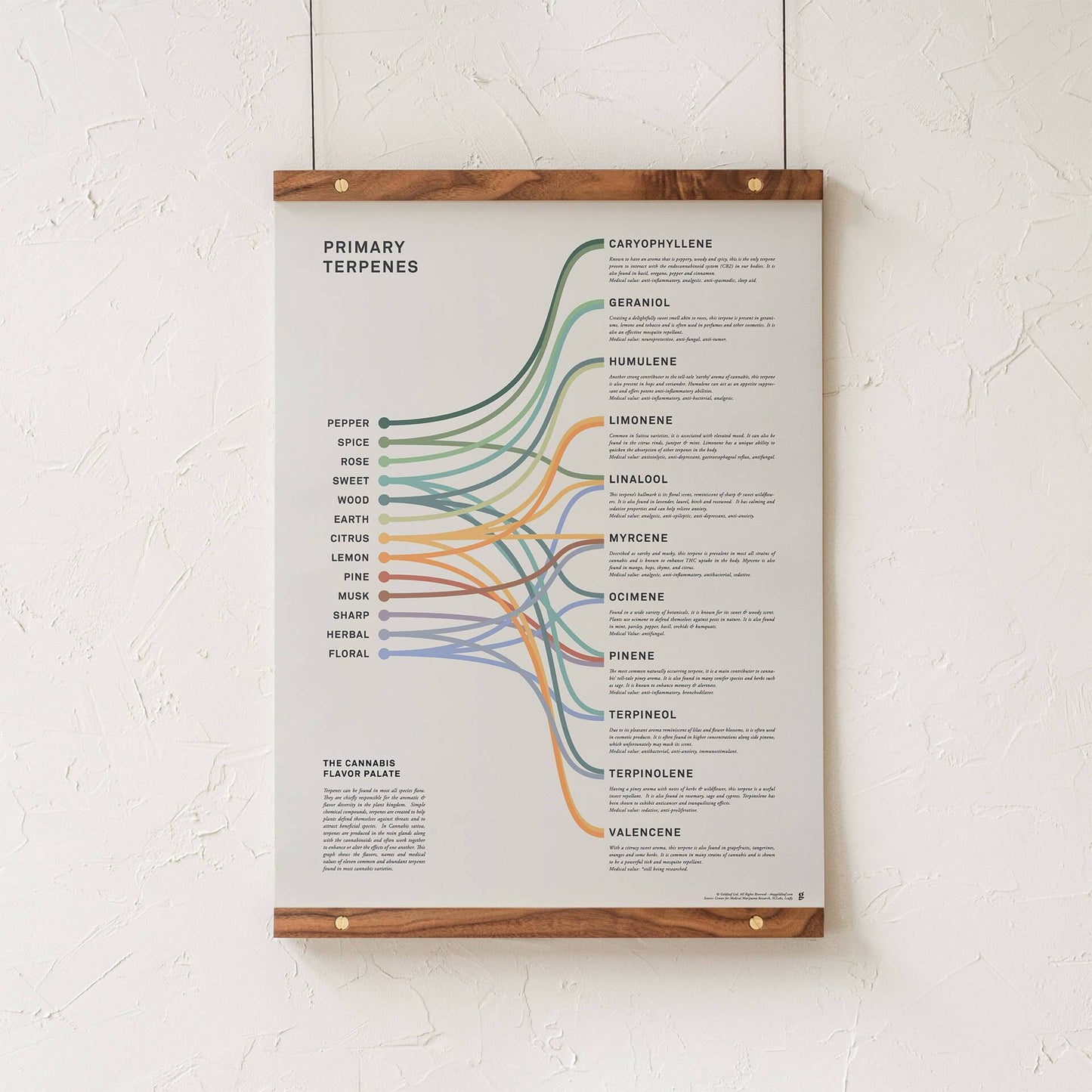 GoldLeaf Impresión Infográfica de Terpenos Best Sales Price - Art Prints