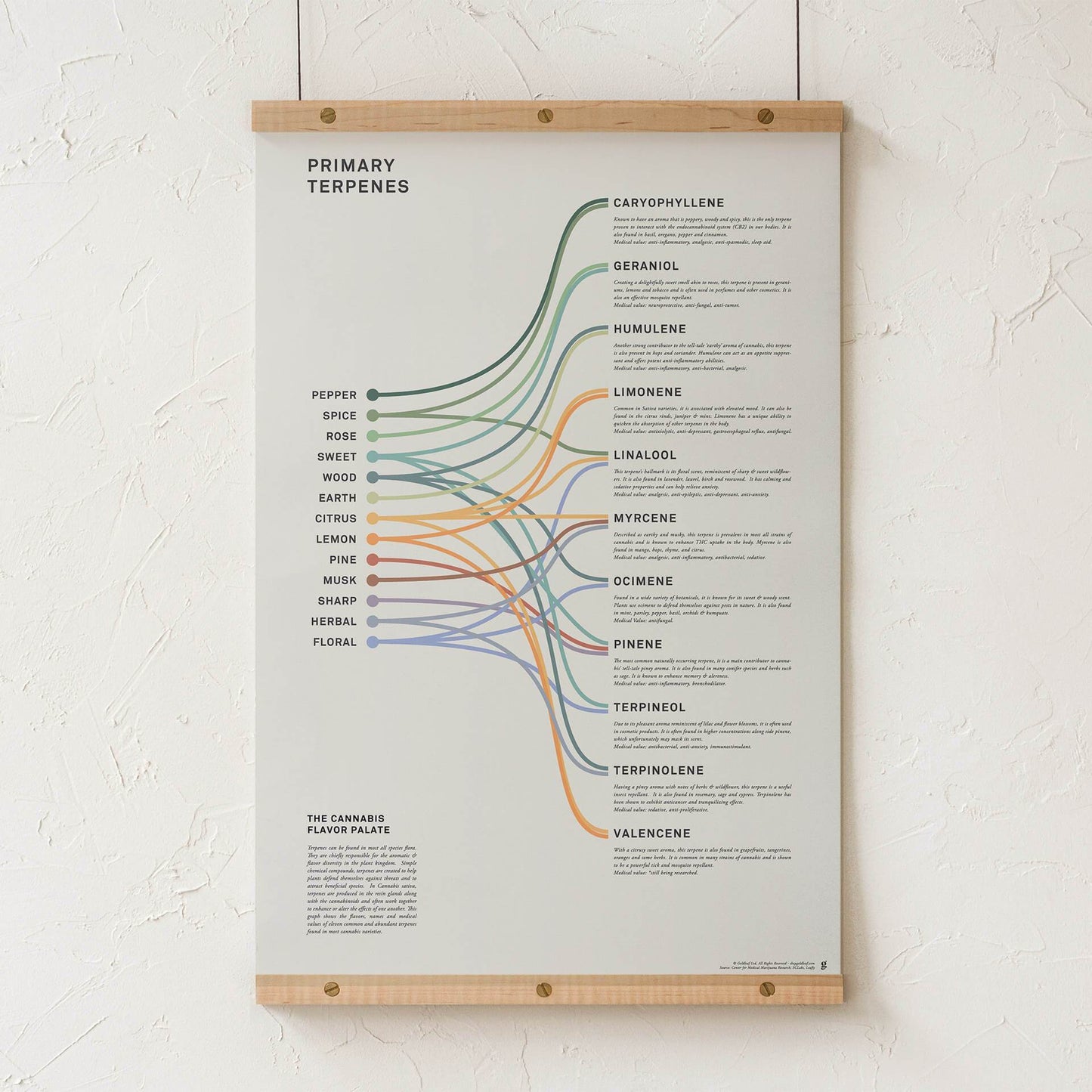 GoldLeaf Terpenes Infographic Print Best Sales Price - Art Prints
