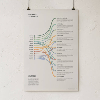 GoldLeaf Terpenes Infographic Print Best Sales Price - Art Prints