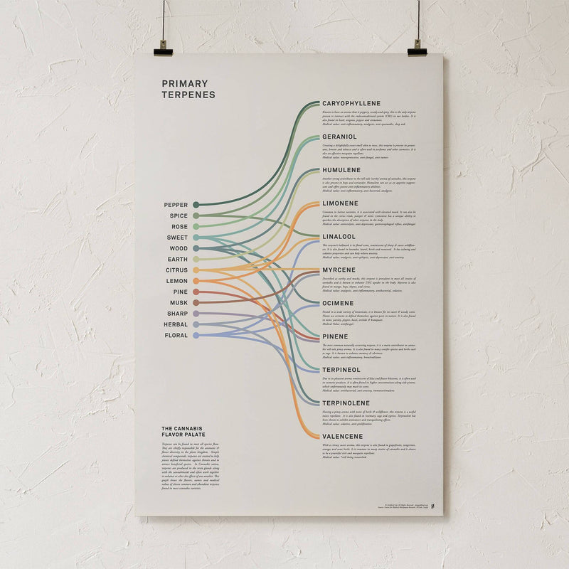 GoldLeaf Terpenes Infographic Print Best Sales Price - Art Prints