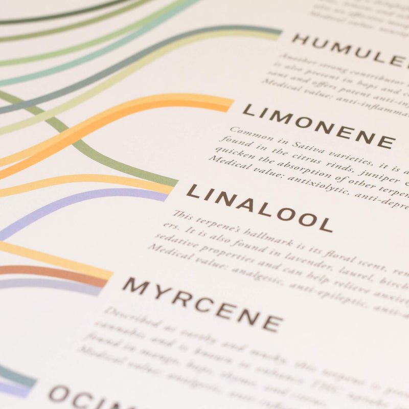 GoldLeaf Impresión Infográfica de Terpenos Best Sales Price - Art Prints
