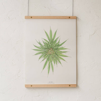 GoldLeaf White Dawg Botanical Illustration Print Best Sales Price - Art Prints