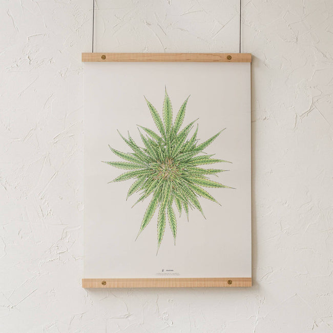 GoldLeaf White Dawg Botanical Illustration Print Best Sales Price - Art Prints