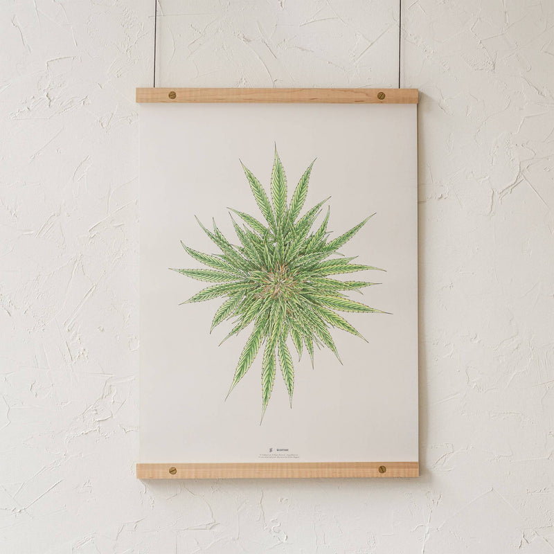 GoldLeaf White Dawg Botanical Illustration Print Best Sales Price - Art Prints