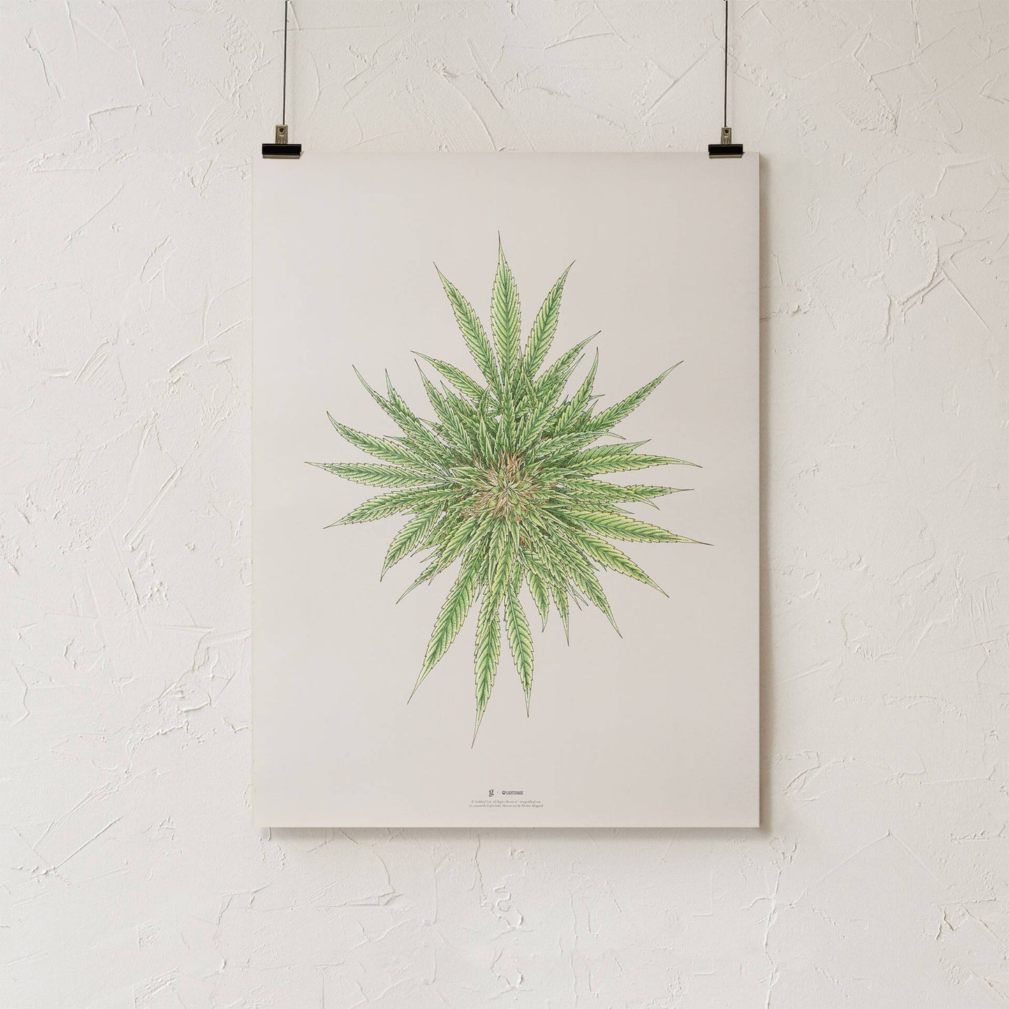 GoldLeaf White Dawg Botanical Illustration Print Best Sales Price - Art Prints