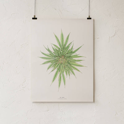 GoldLeaf White Dawg Botanical Illustration Print Best Sales Price - Art Prints