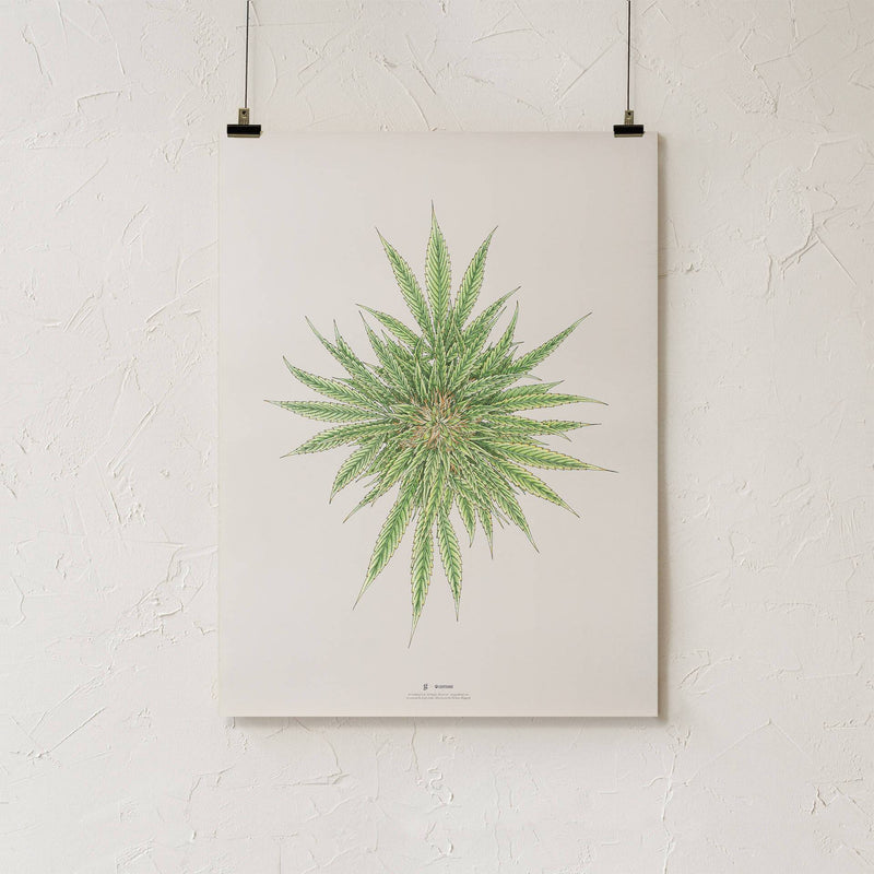 GoldLeaf White Dawg Botanical Illustration Print Best Sales Price - Art Prints