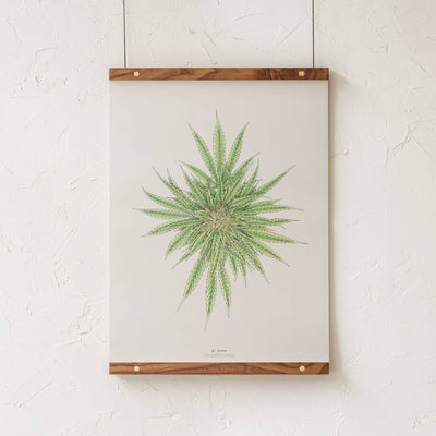 GoldLeaf White Dawg Botanical Illustration Print Best Sales Price - Art Prints