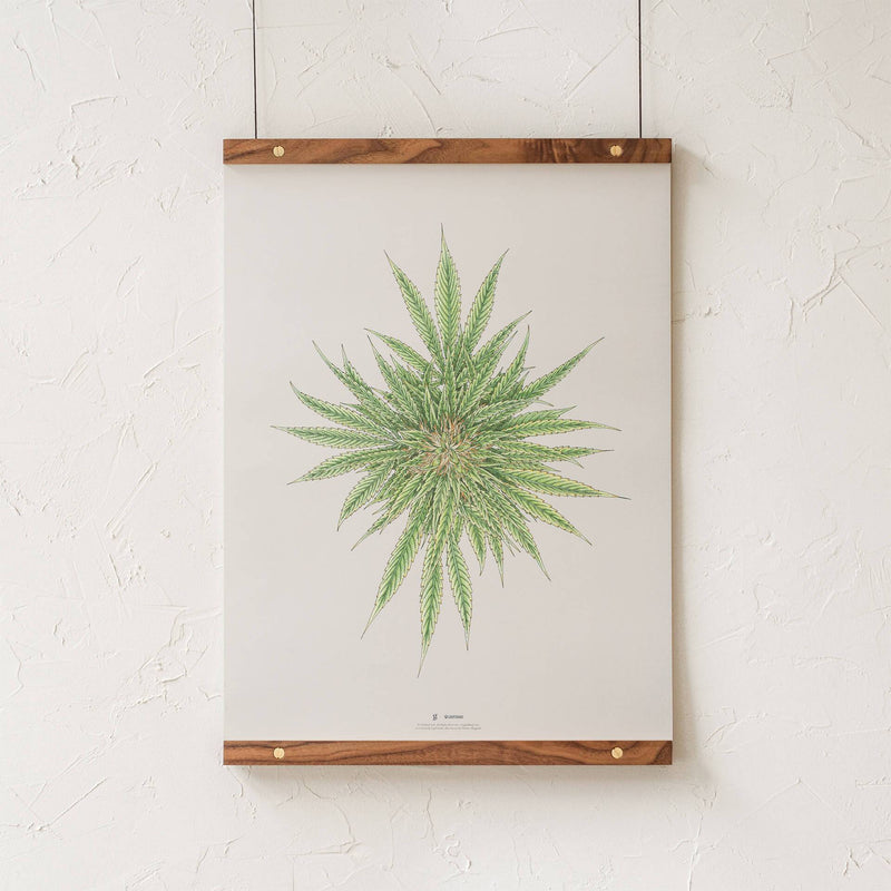 GoldLeaf White Dawg Botanical Illustration Print Best Sales Price - Art Prints