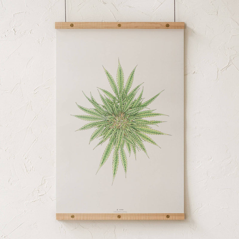 GoldLeaf White Dawg Botanical Illustration Print Best Sales Price - Art Prints