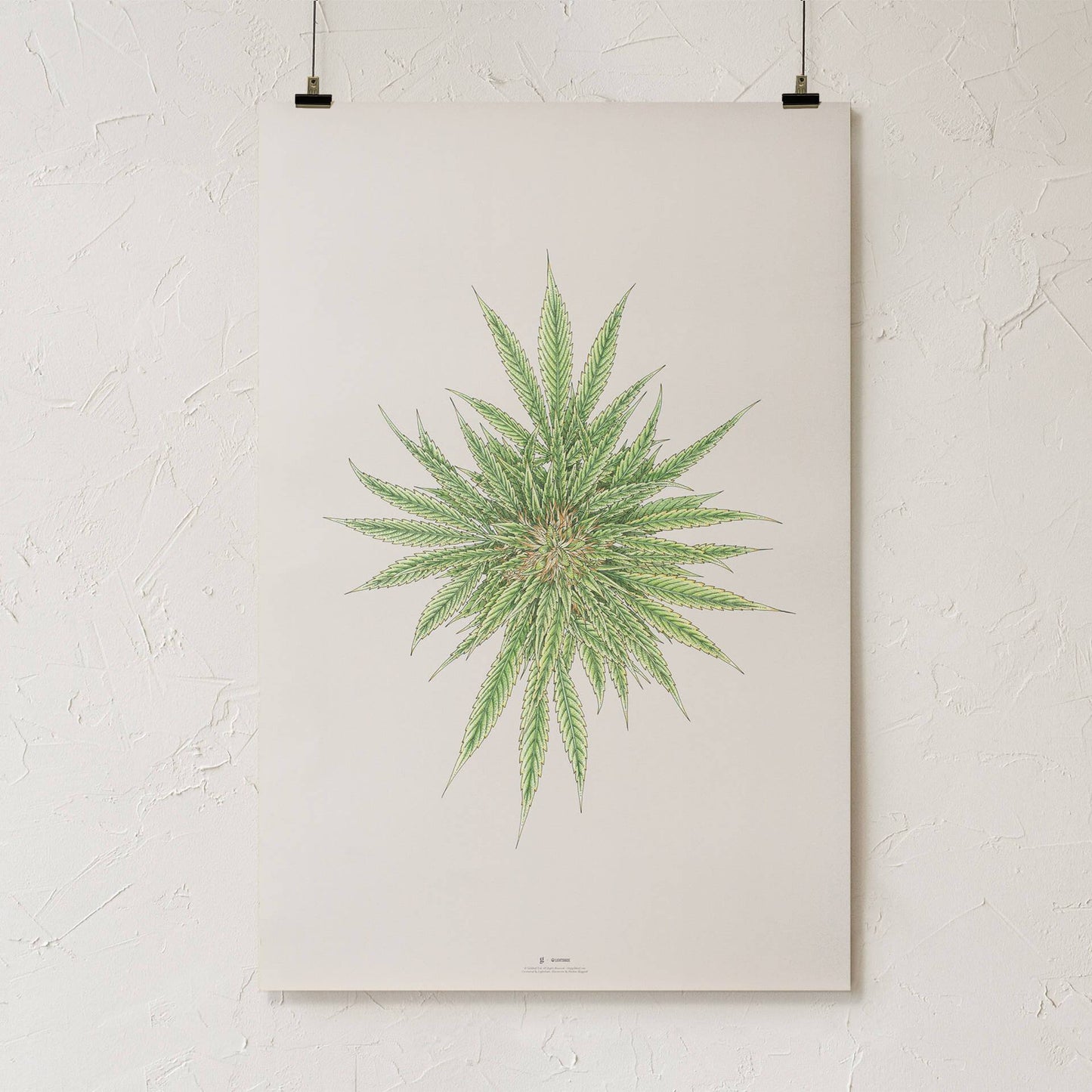 GoldLeaf White Dawg Botanical Illustration Print Best Sales Price - Art Prints