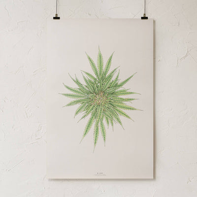 GoldLeaf White Dawg Botanical Illustration Print Best Sales Price - Art Prints
