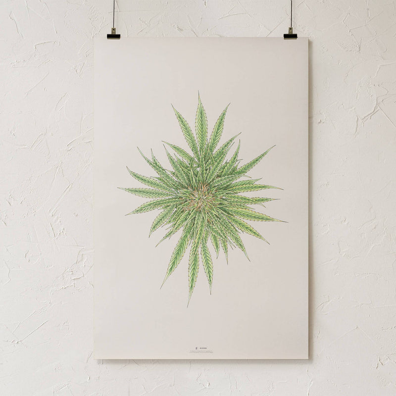 GoldLeaf White Dawg Botanical Illustration Print Best Sales Price - Art Prints