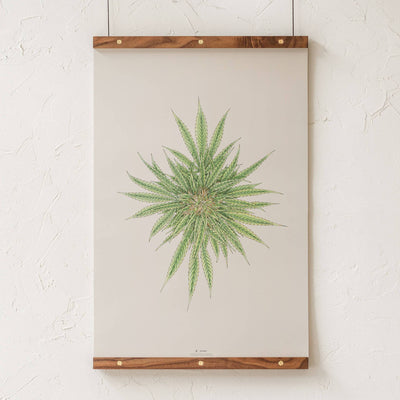 GoldLeaf White Dawg Botanical Illustration Print Best Sales Price - Art Prints