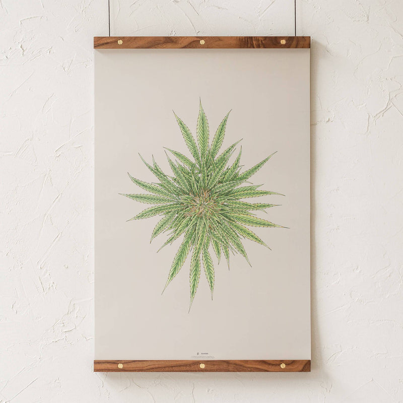GoldLeaf White Dawg Botanical Illustration Print Best Sales Price - Art Prints