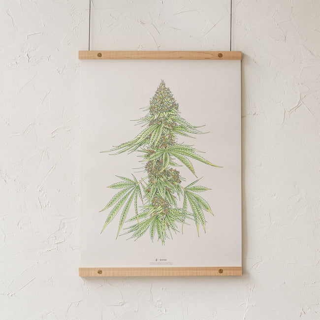 GoldLeaf White99 #1 Botanical Illustration Print Best Sales Price - Art Prints