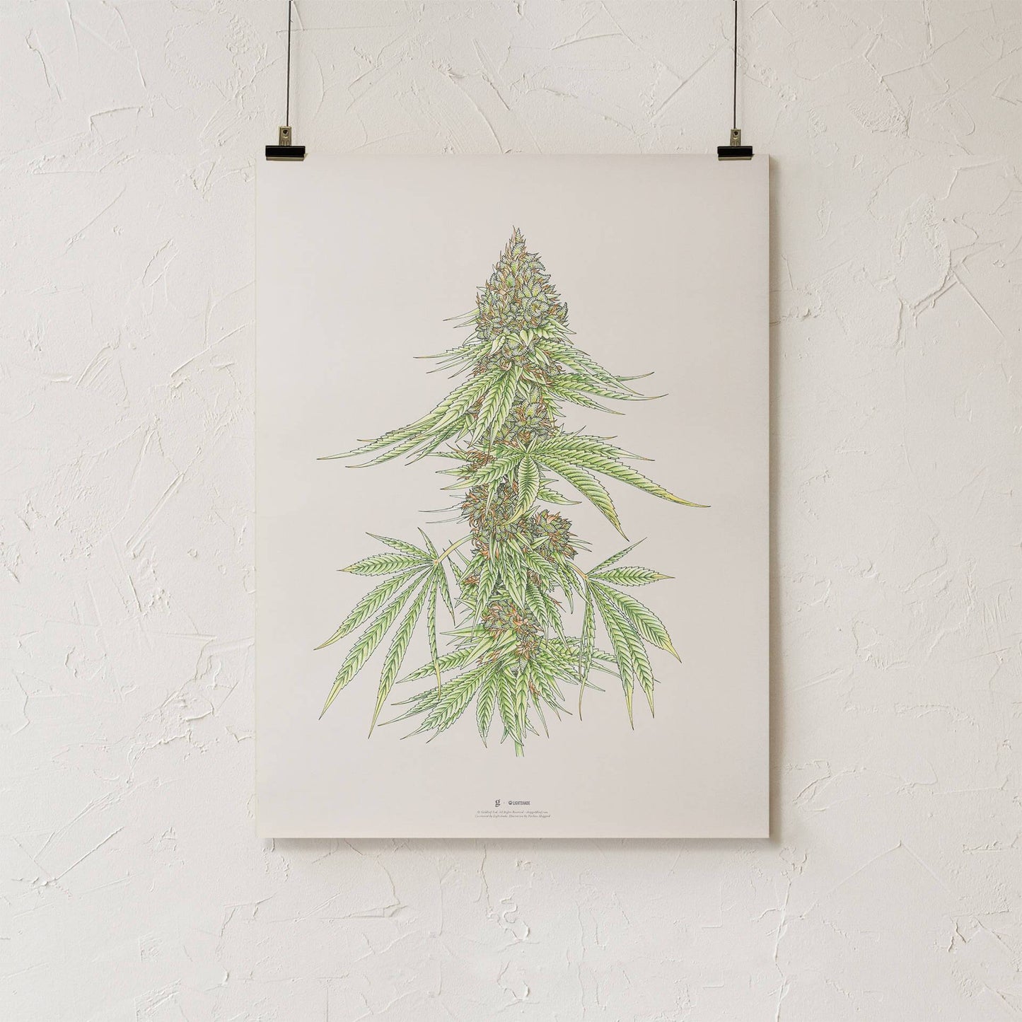 GoldLeaf White99 #1 Botanical Illustration Print Best Sales Price - Art Prints