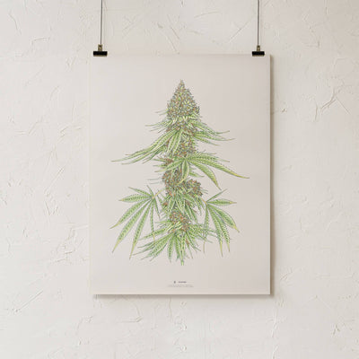 GoldLeaf White99 #1 Botanical Illustration Print Best Sales Price - Art Prints