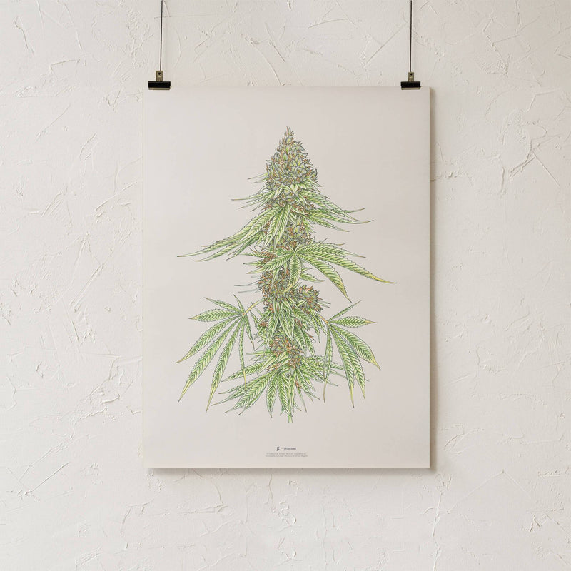 GoldLeaf White99 #1 Botanical Illustration Print Best Sales Price - Art Prints