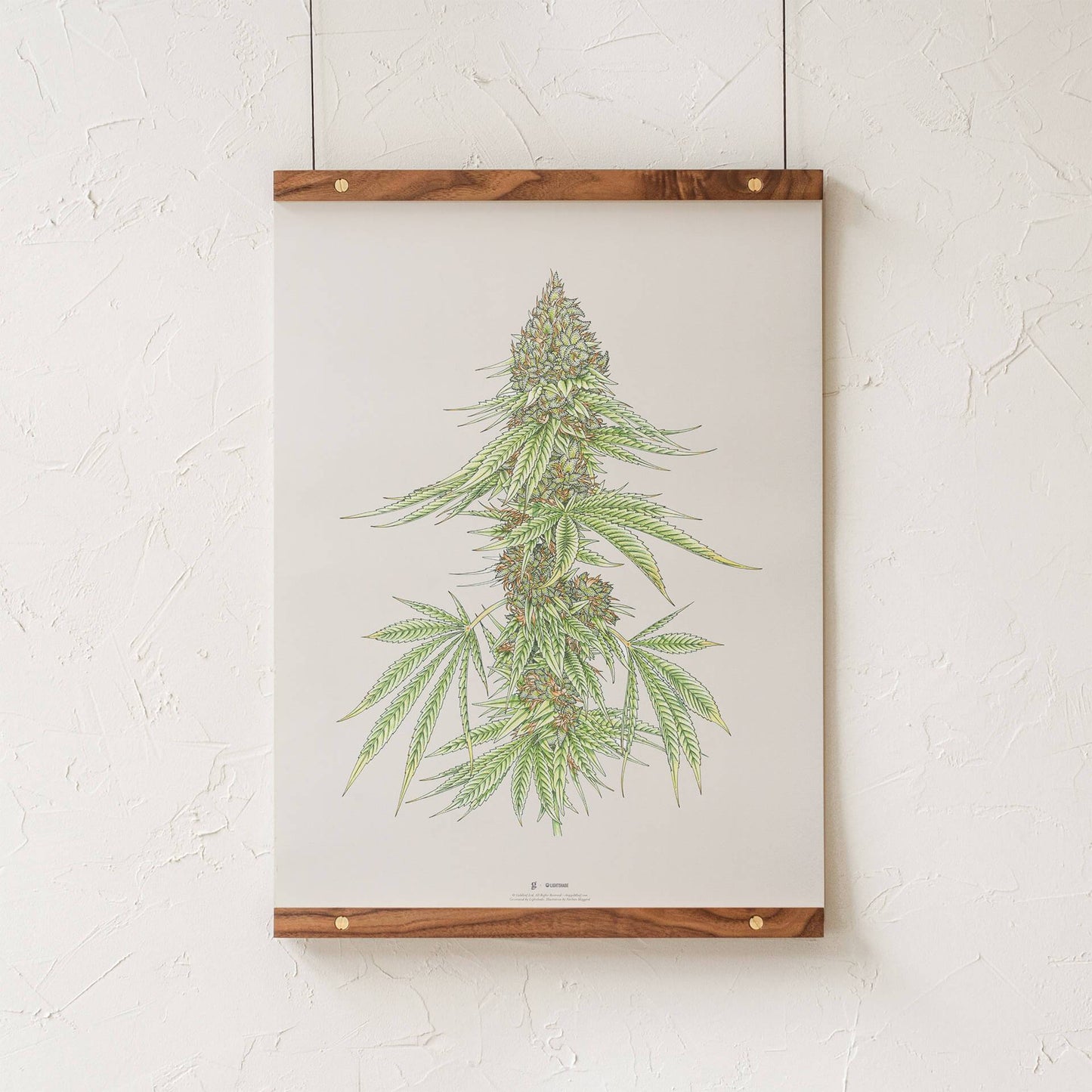 GoldLeaf White99 #1 Botanical Illustration Print Best Sales Price - Art Prints