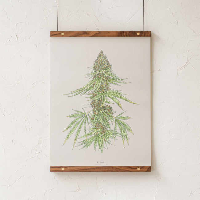 GoldLeaf White99 #1 Botanical Illustration Print Best Sales Price - Art Prints
