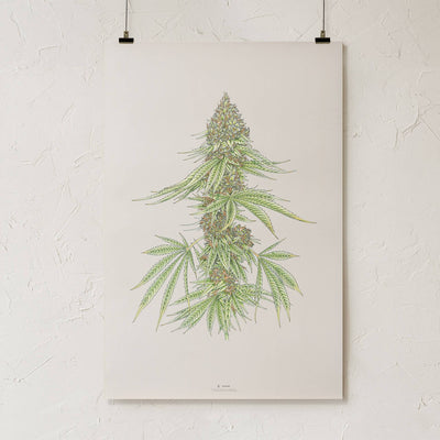 GoldLeaf White99 #1 Botanical Illustration Print Best Sales Price - Art Prints