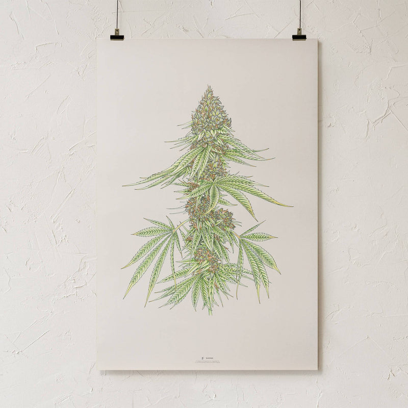 GoldLeaf White99 #1 Botanical Illustration Print Best Sales Price - Art Prints