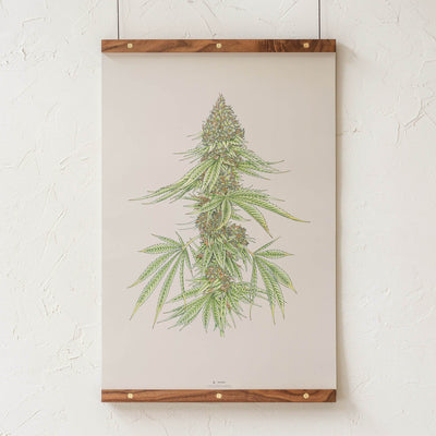 GoldLeaf White99 #1 Botanical Illustration Print Best Sales Price - Art Prints